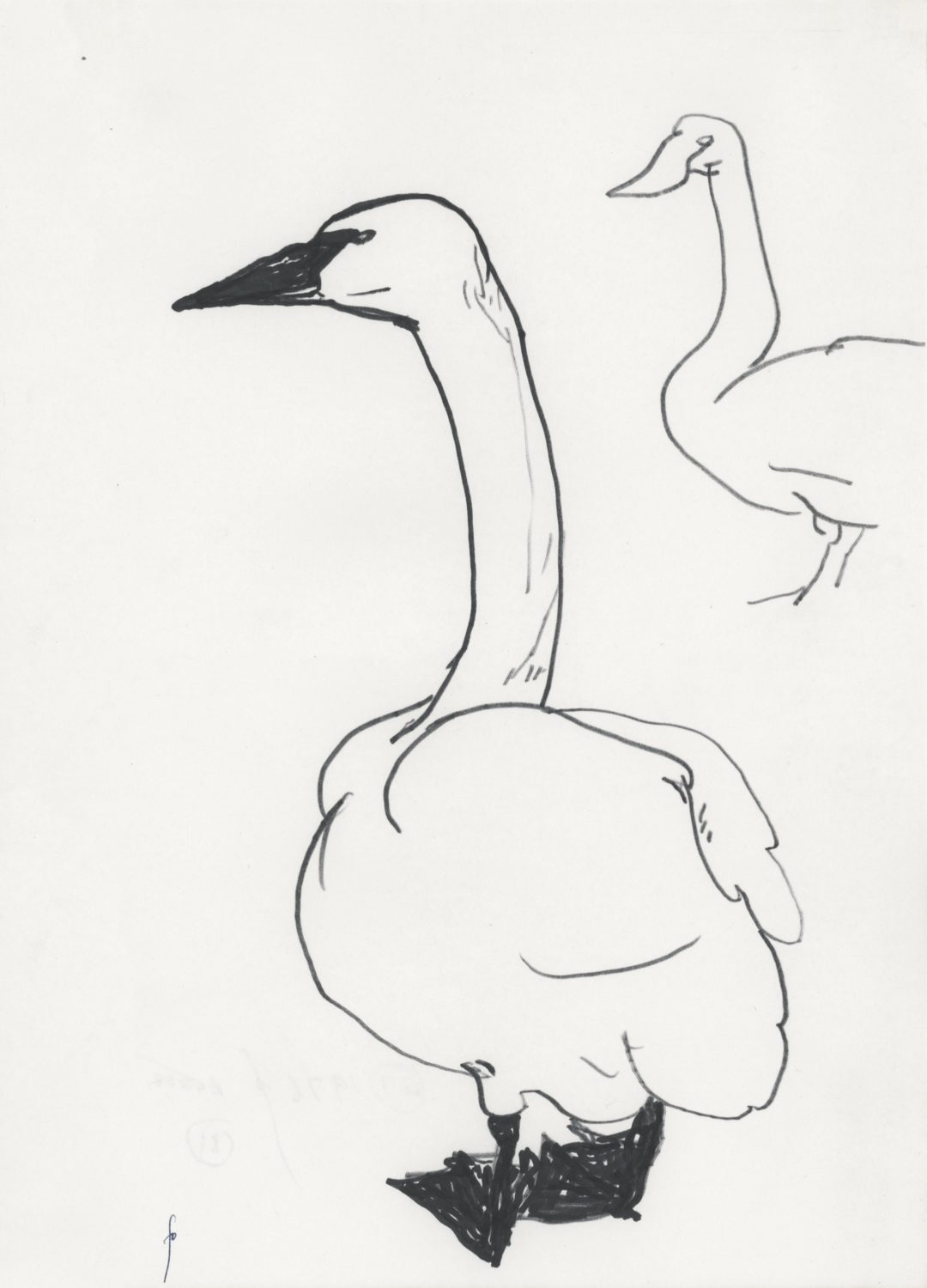 Hooper swans